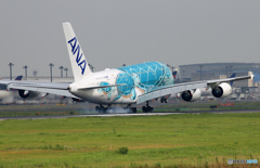 「SKY」 Flying Honu A380-841 JA382A 着陸します