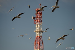 「胸さわぎ」　☮海鳥・・・乱舞　☮