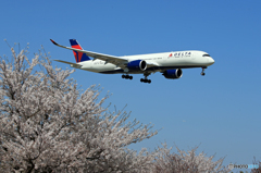 「さくら」 DELTA A350-941 N501DN 到着です