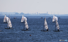 「青い海」整然と・セーリング全国大会