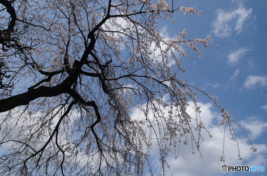 「青空」喜多院の枝垂れ桜　