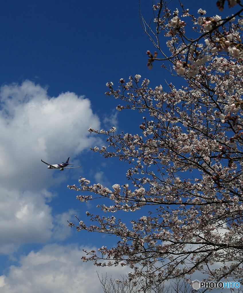 「青が好き」 さくら・咲き始めました ☮飛び立ちです