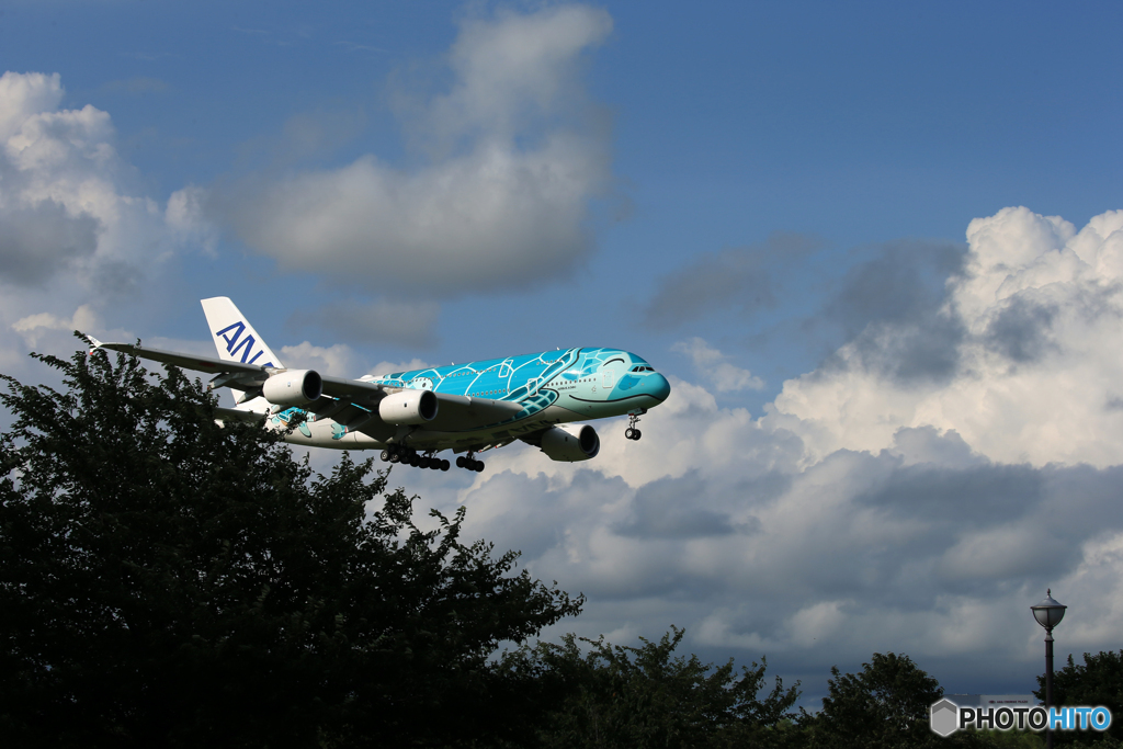 「青」 A380-841 Flying Honu JA382A 着陸です