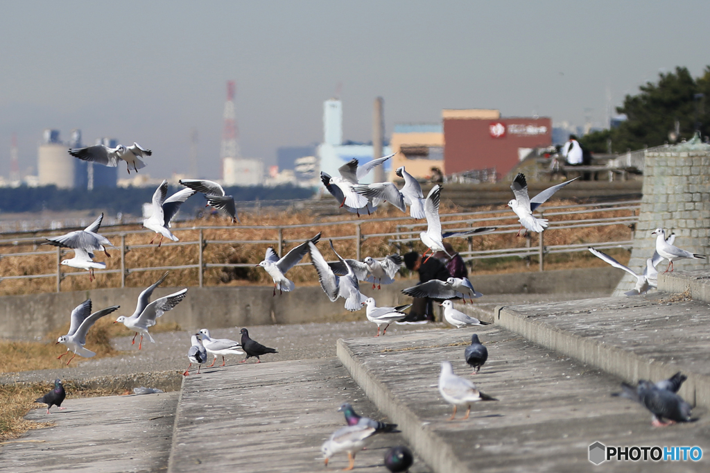 浜辺の鳥たちの「舞」？