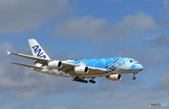 「群青」 Flying Honu A380-841 Landing 
