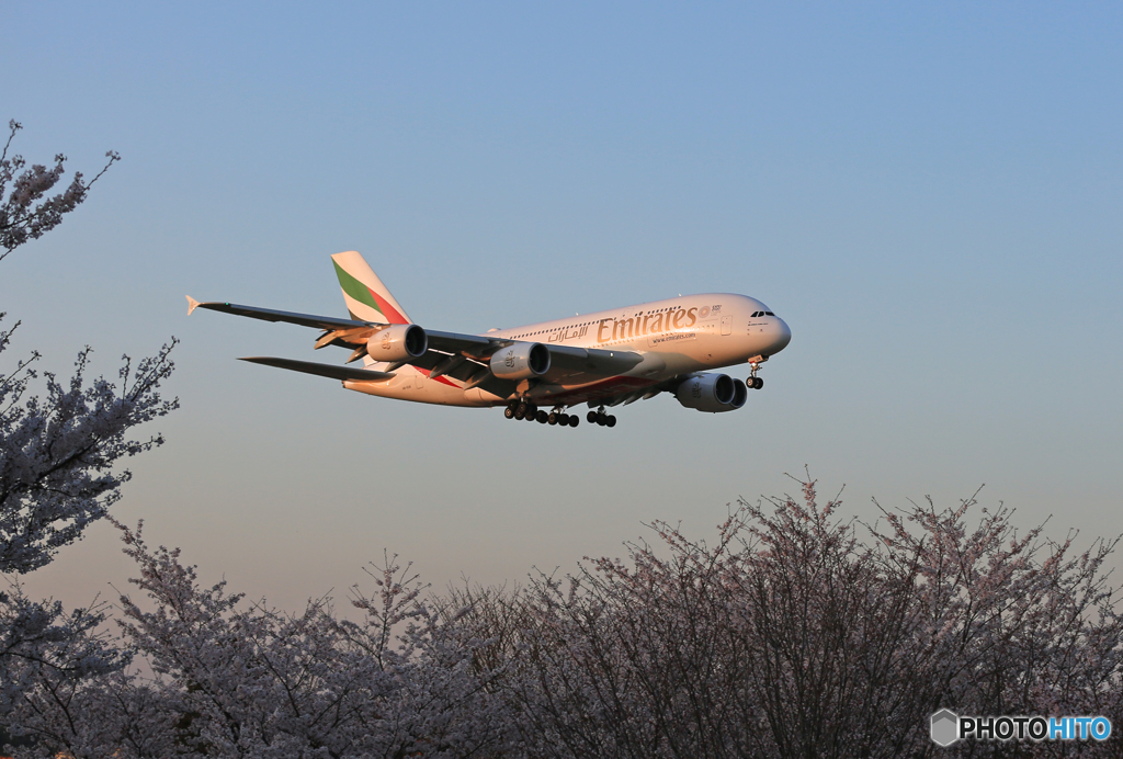 ☀「あおぞら」 桜とエミレーツ A380-861 Landing