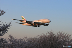 ☀「あおぞら」 桜とエミレーツ A380-861 Landing