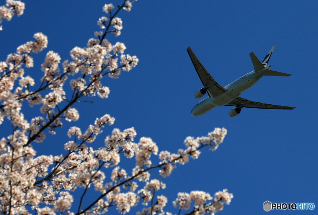 「青色が好き」 桜とCathay 777-267 Takeoff 