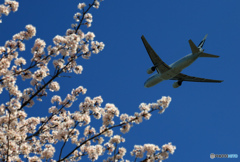 「青色が好き」 桜とCathay 777-267 Takeoff 
