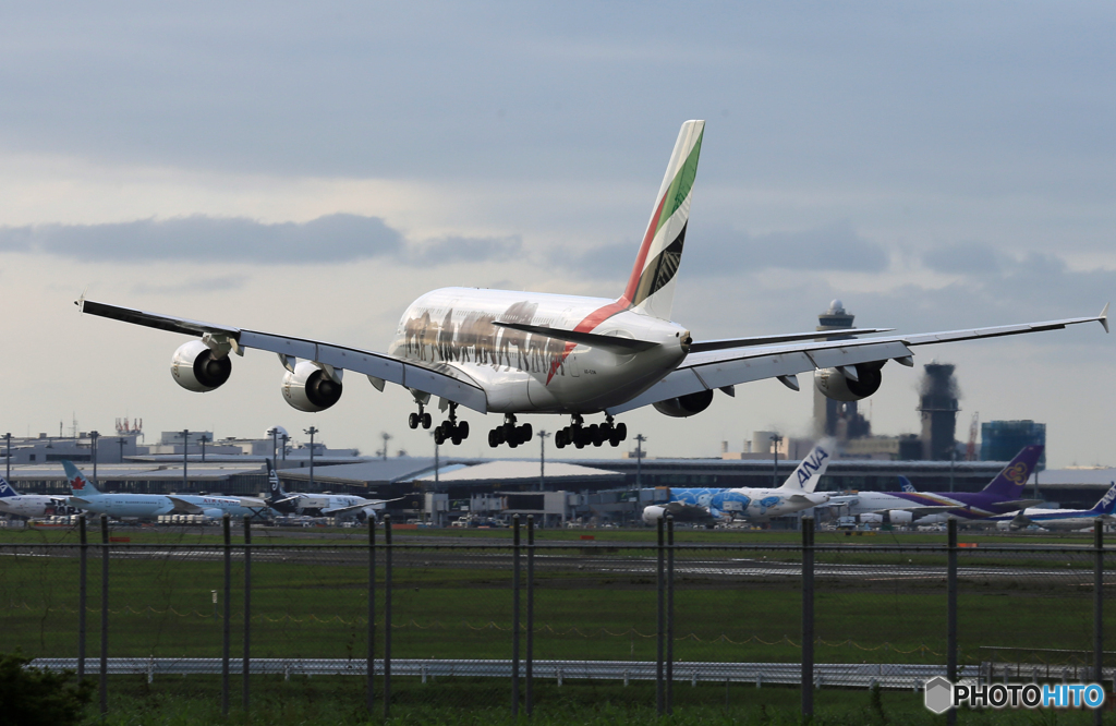 [青い空] A380 動物愛護と空飛ぶ..海亀 到着　