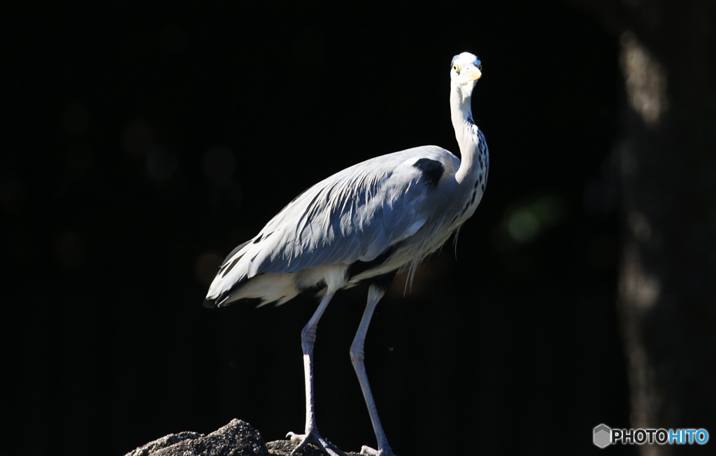 「青が好き」アオサギさん発見（２）