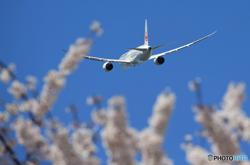 「ブルー」 JAL Sakura & 787-9 出発