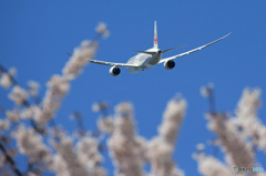 「ブルー」 JAL Sakura & 787-9 出発