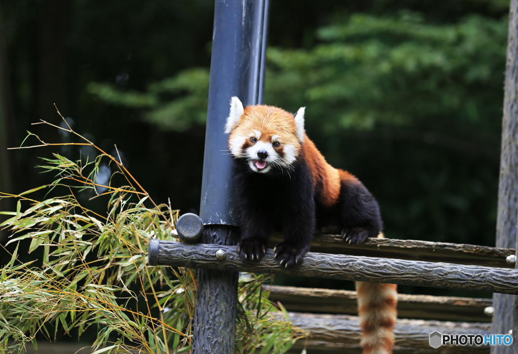 「令和」笑顔のレッサーパンダを見る、素敵な目線が来た〜