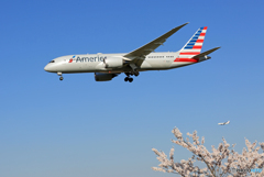 [青い空] +桜 American 787-9 N833AA Landing