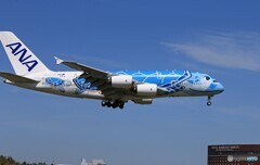 「すかい」ANA A380-841 Flying Honu 着陸