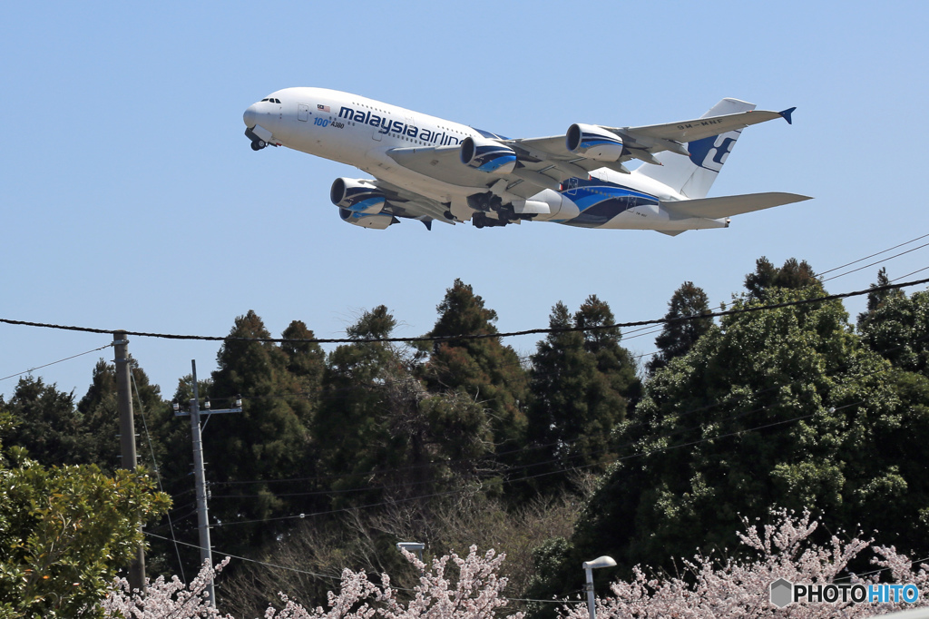 [青い空]　さ く ら! 電 線!　北 に 行 く ?