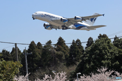 [青い空]　さ く ら! 電 線!　北 に 行 く ?