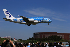 ☀「青い空」が一番 みんなで ‼ Flying Honu