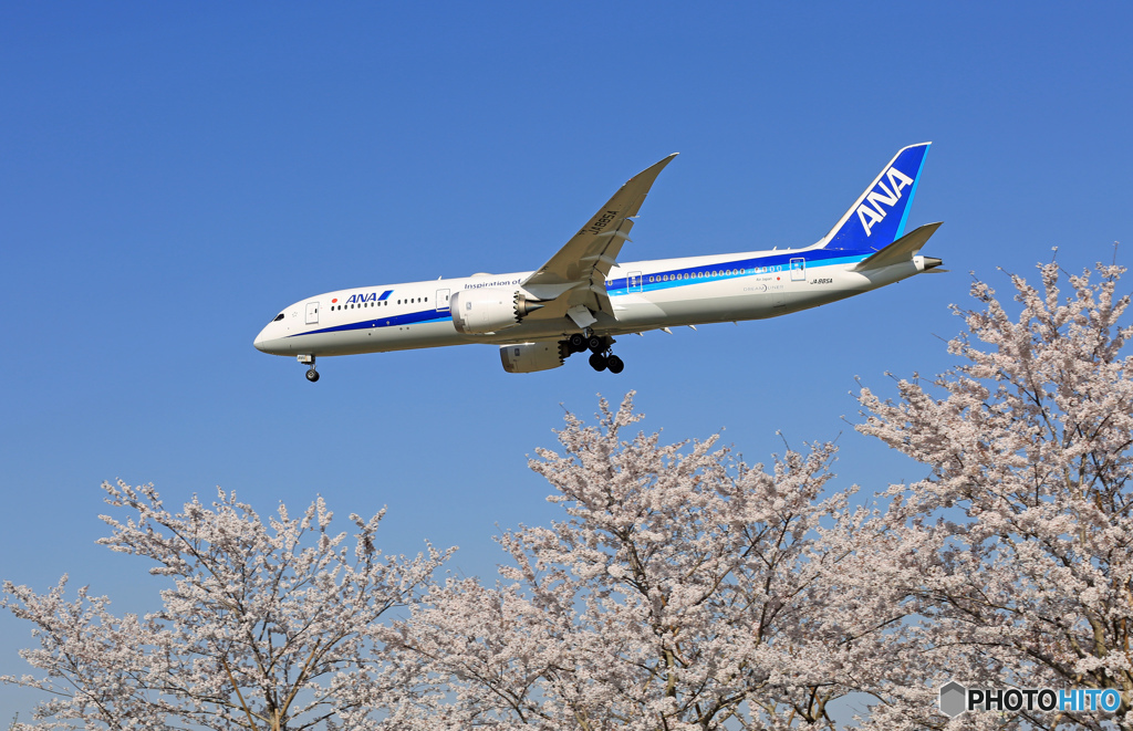 「SKY」 sakura / さくら / 桜 と B787-9 着陸