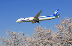 「SKY」 sakura / さくら / 桜 と B787-9 着陸