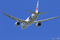 「あおぞら」 Japan Airlines「勝色」787-8 Takeoff