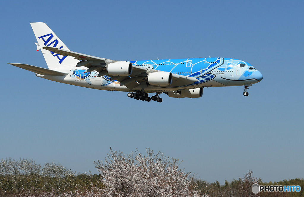 「さくら」 A380-841 [Flying Honu] JA381A 到着です