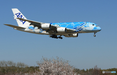 「さくら」 A380-841 [Flying Honu] JA381A 到着です