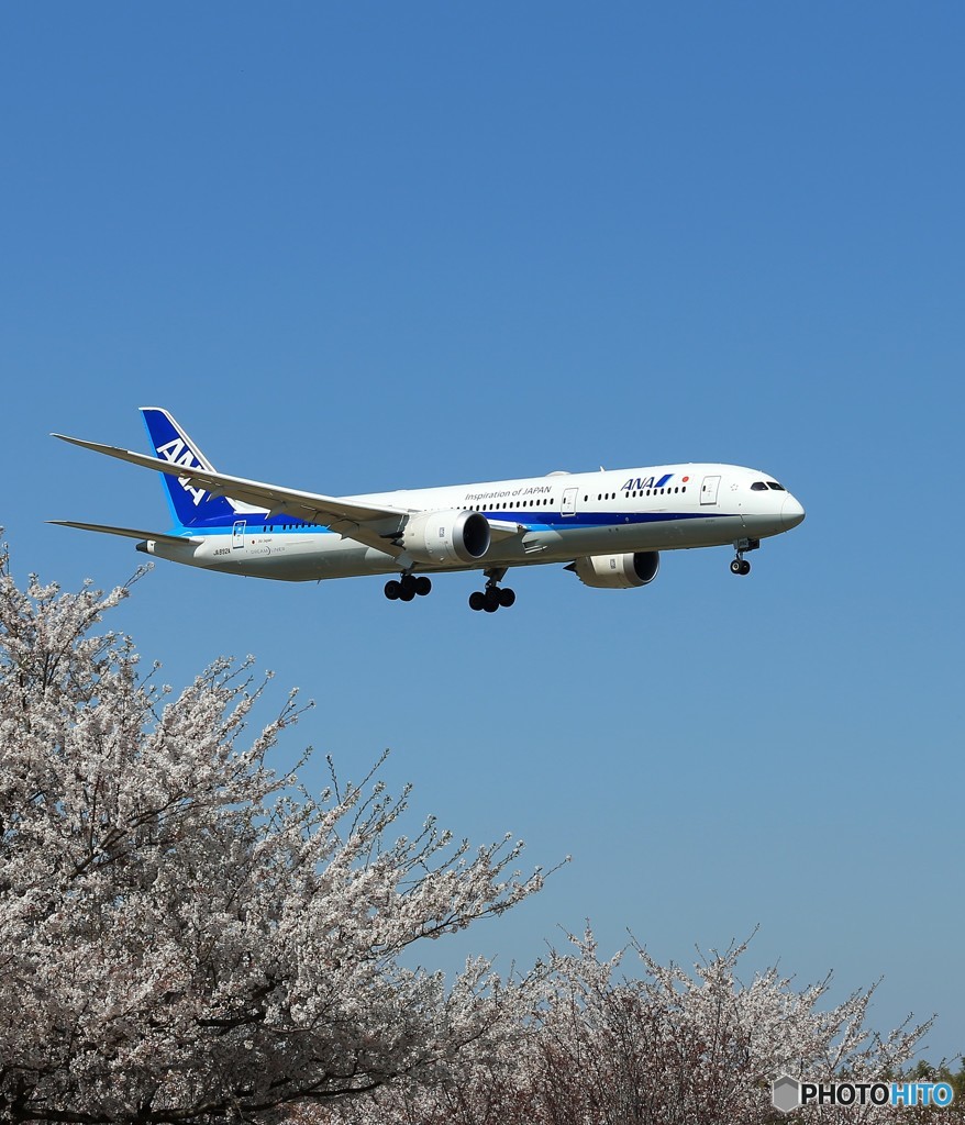「さくら」 ANA 787-9 JA892A 到着です