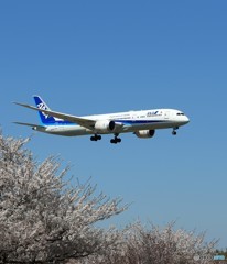 「さくら」 ANA 787-9 JA892A 到着です
