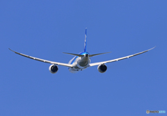 「真青の空」 ANA 787-8 JA839A 飛ぶ