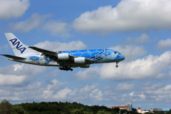 「青が大好き」 ANA Flying Honu JA381A Landing 