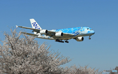 「平成」-「令和」 A380-841 [Flying Honu] JA381A
