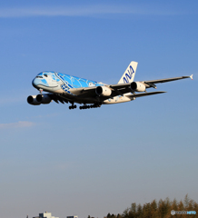 「あおいそら」ANA A380-841 海亀  Landing