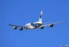 「青い空」が一番 Malaysia A380-841 飛んだ