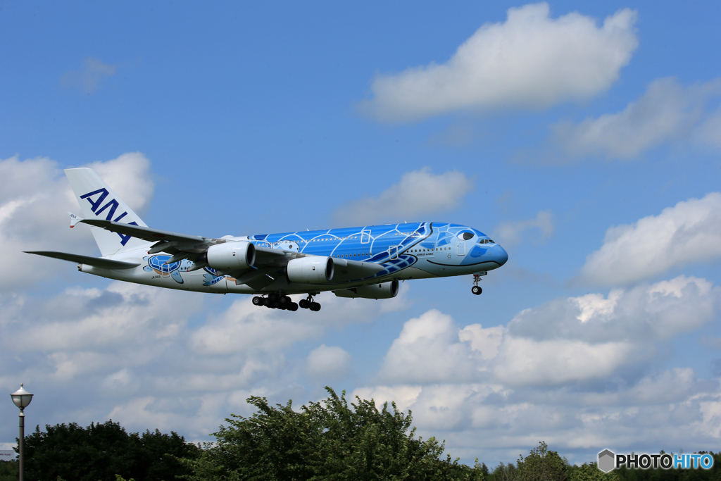 「青が好き」 ANA A380-841 「Flying Honu１」着陸