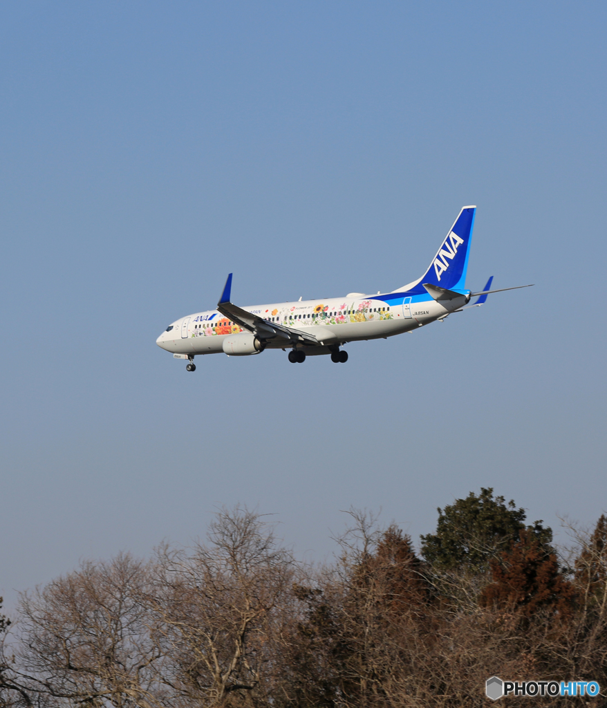 「そらー」東北フラワージェット737-881 JA85AN到着