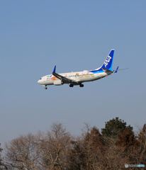 「そらー」東北フラワージェット737-881 JA85AN到着