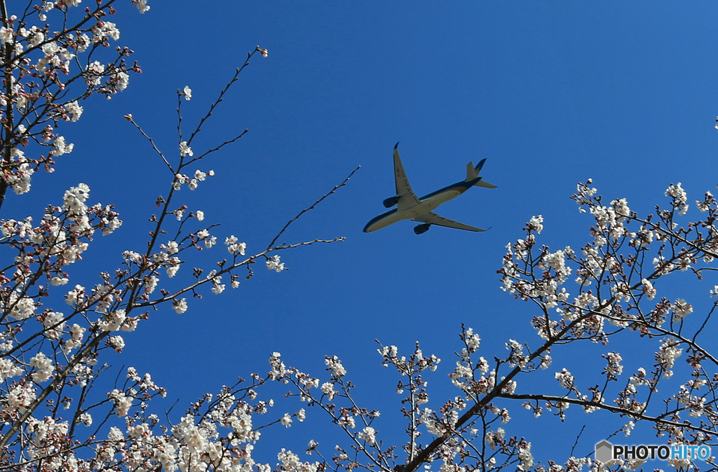 「すかい」   さくら・咲き始めました Airbus・Takeoff