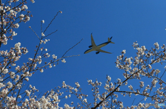 「すかい」   さくら・咲き始めました Airbus・Takeoff
