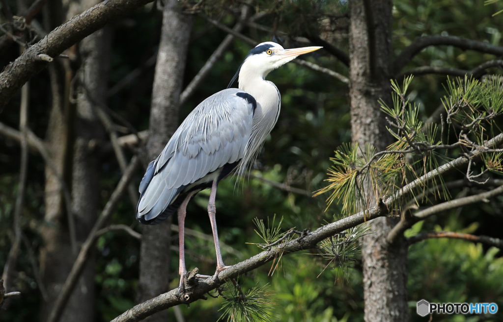 「Blue」　アオサギ の 止まり木⁉