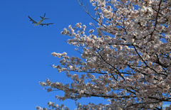☀「青い空」が一番 ✈キャセイ・ジャンボ出発です