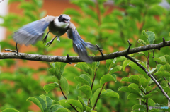 「飛び立ち」鳥さんの飛行モード