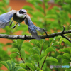 「飛び立ち」鳥さんの飛行モード