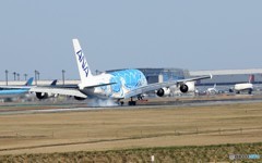 「青亀」 ✈さ く ら の 山 は ・満 開 で し た ?!  