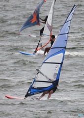 「青が大好き」競い合いだねぇ〜