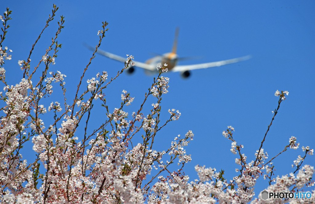 「青」 ✈さ く ら の 山 は ・満 開 で し た !  