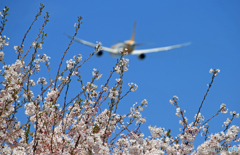 「青」 ✈さ く ら の 山 は ・満 開 で し た !  