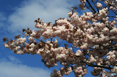 「晴れ」桜が　いっぱい