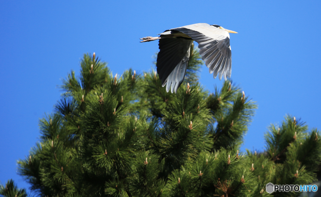 「青色が好き」飛び立つ